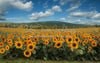 Sunflower Serenade Field (JA)