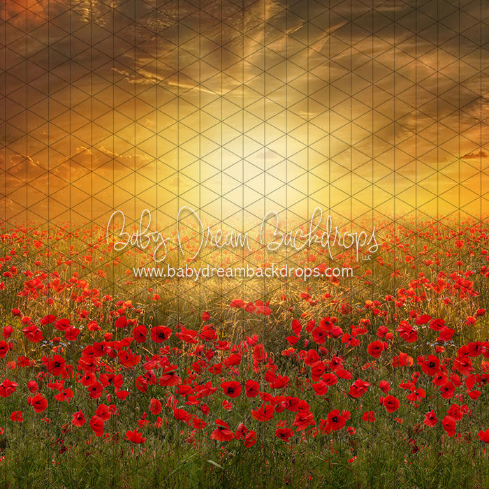 Sunset Poppies (CC)