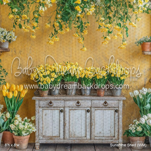 Sunshine Shed (WM)