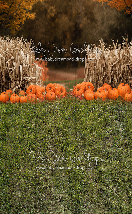 Sweeps Autumn Acres Pumpkin Path (JA)