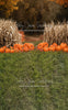 Sweeps Autumn Acres Pumpkin Path (JA)