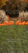 Sweeps Autumn Acres Pumpkin Path (JA)