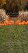 Sweeps Autumn Acres Pumpkin Path (JA)