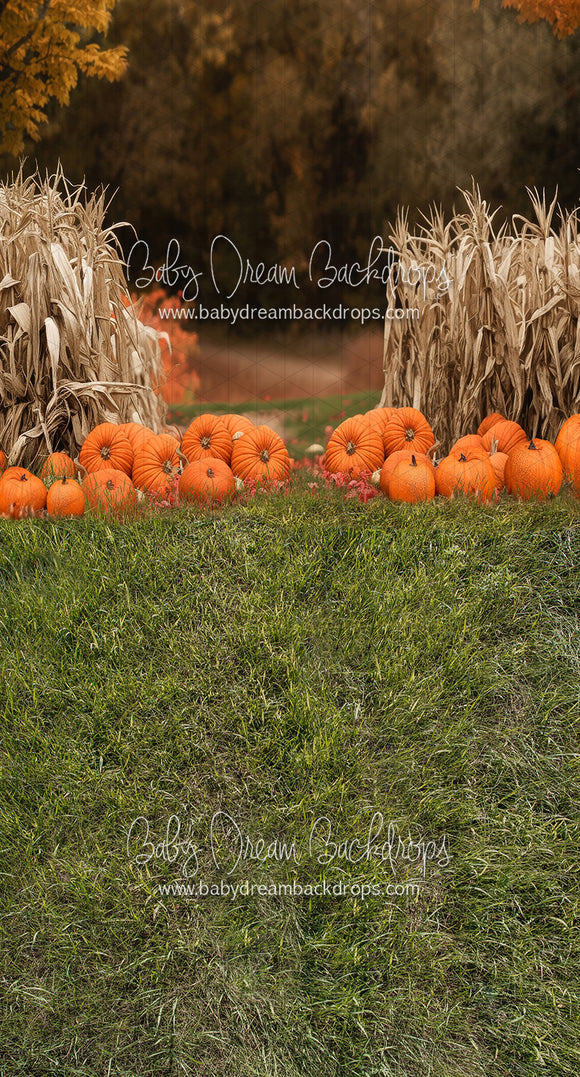 Sweeps Autumn Acres Pumpkin Path (JA)