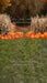 Sweeps Autumn Acres Pumpkin Path (JA)