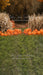 Sweeps Autumn Acres Pumpkin Path (JA)