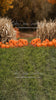 Sweeps Autumn Acres Pumpkin Path (JA)