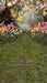 Sweeps May Flowers Path (Grass) (JA)