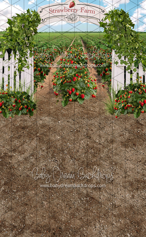 Sweeps Strawberry Farm Field (JA)