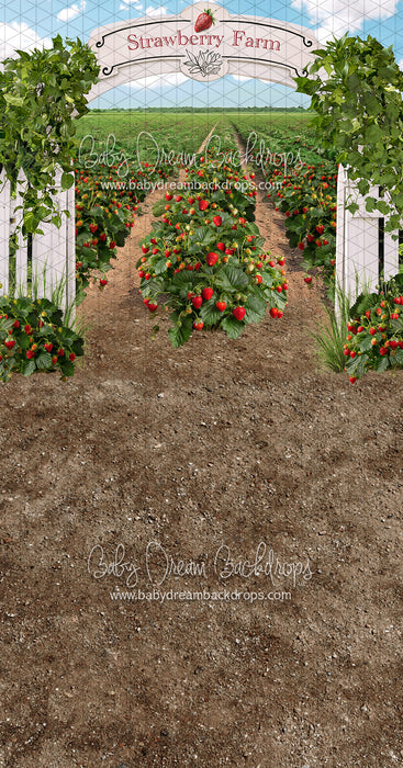 Sweeps Strawberry Farm Field (JA)