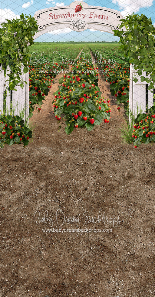 Sweeps Strawberry Farm Field (JA)