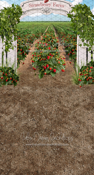 Sweeps Strawberry Farm Field (JA)