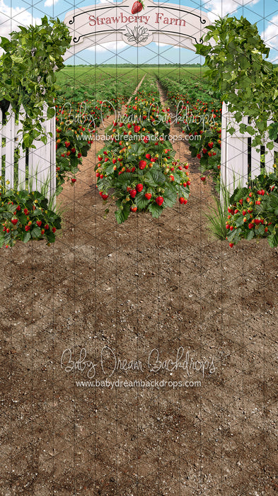 Sweeps Strawberry Farm Field (JA)