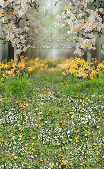Sweeps Sweet Dreamy Daffodils (JA)