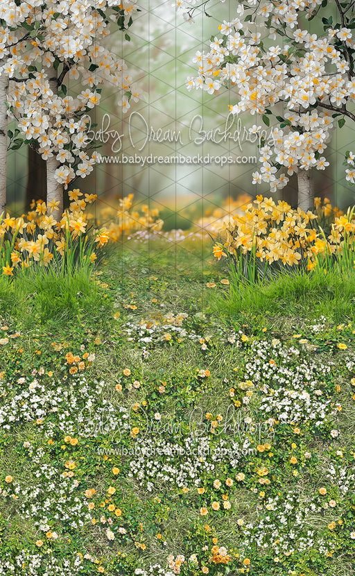 Sweeps Sweet Dreamy Daffodils (JA)