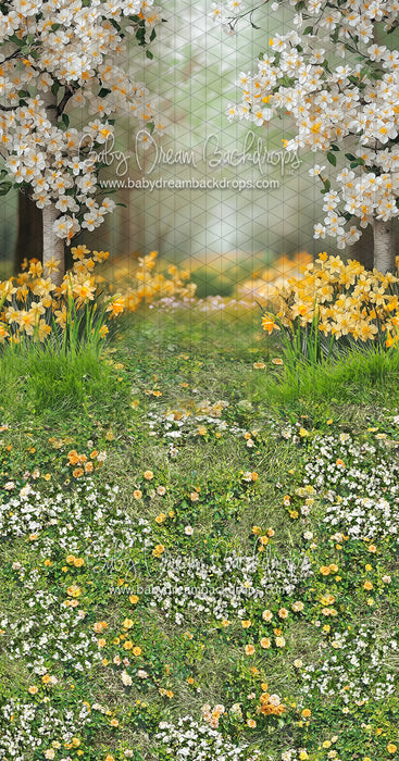 Sweeps Sweet Dreamy Daffodils (JA)