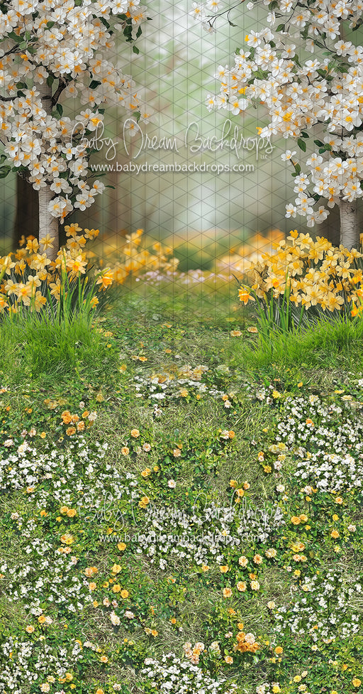 Sweeps Sweet Dreamy Daffodils (JA)