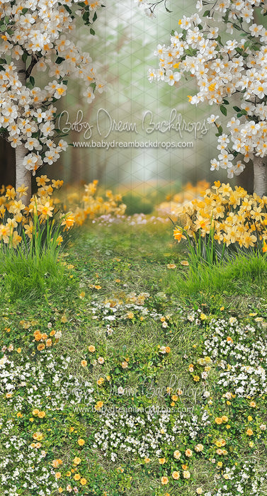 Sweeps Sweet Dreamy Daffodils (JA)