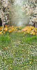 Sweeps Sweet Dreamy Daffodils (JA)