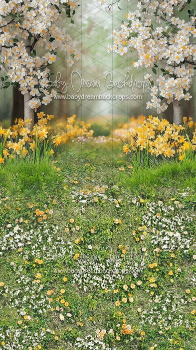 Sweeps Sweet Dreamy Daffodils (JA)
