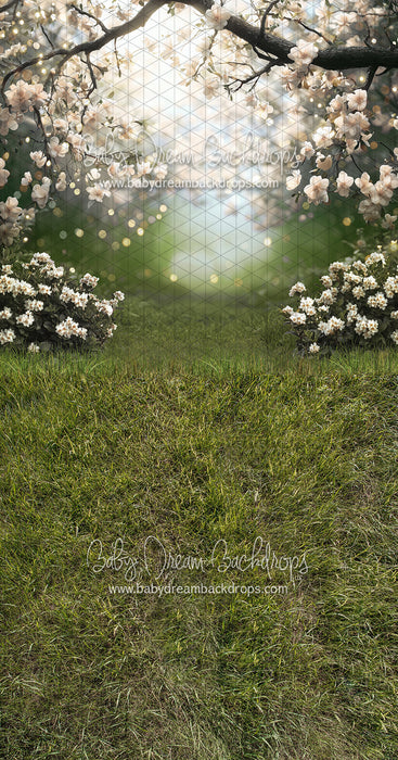 Sweeps White Blossom Gateway (JA)