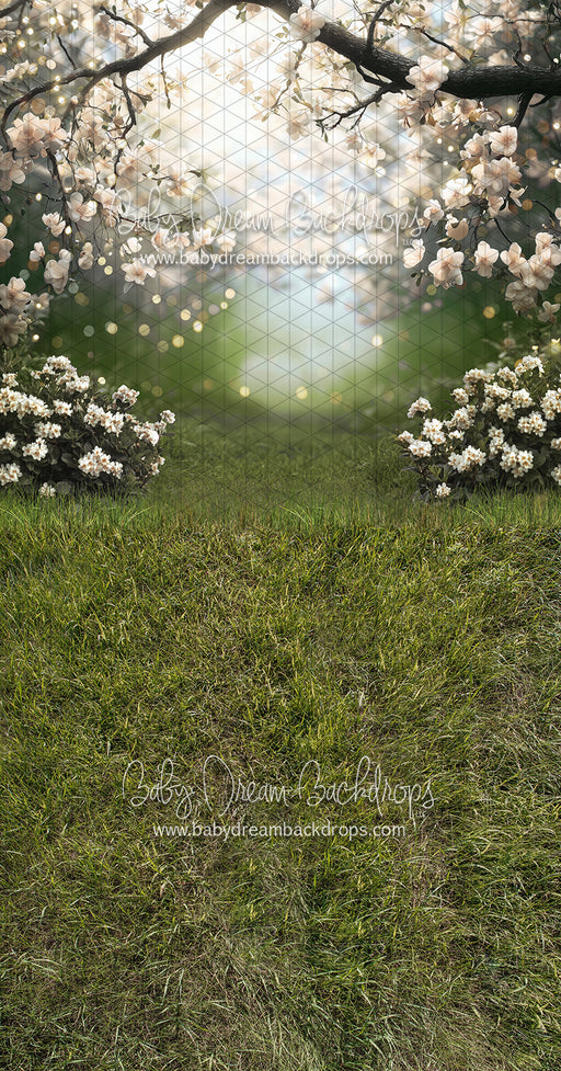 Sweeps White Blossom Gateway (JA)