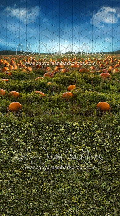 Sweeps Pumpkin Picking Field 