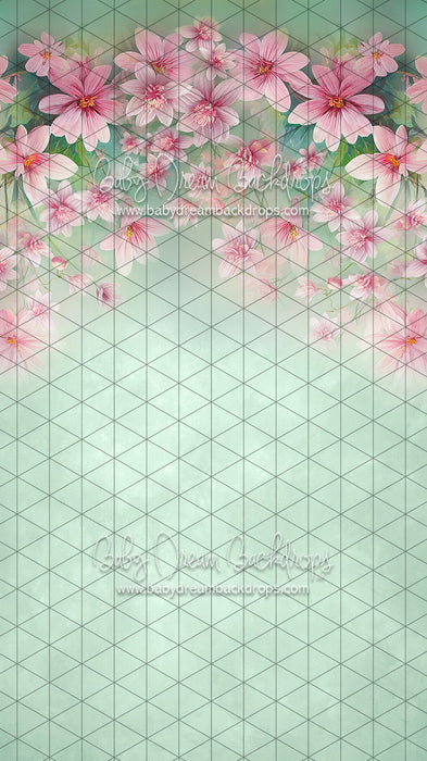 Sweeps Sweet Spring (LL)