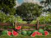 Sweet Summer Watermelon Fence (JA)