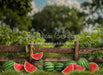 Sweet Summer Watermelon Fence (JA)