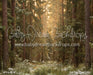 Tall Tale Pines (CC)