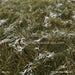 Tall Tale Pines Fabric Floor (CC)