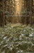 Tall Tale Pines Sweeps (CC)