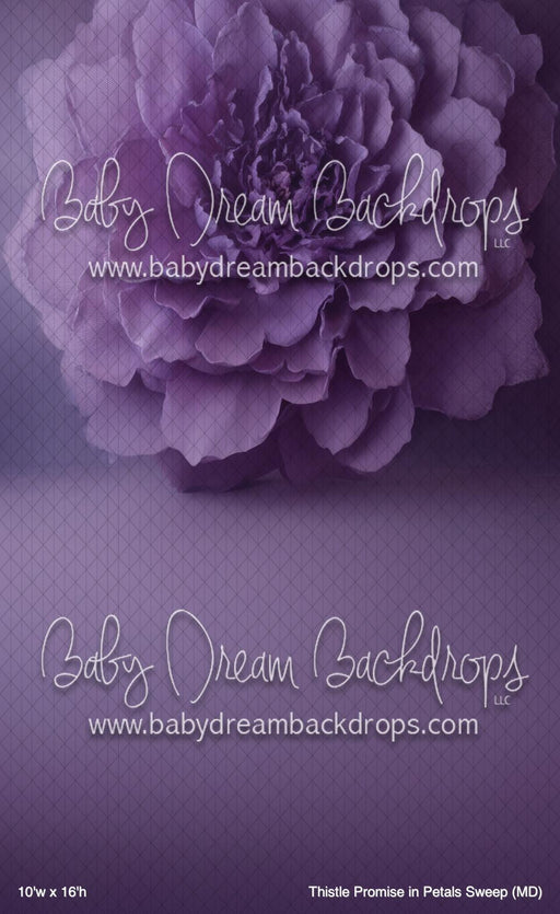Thistle Promise in Petals Sweep (MD)