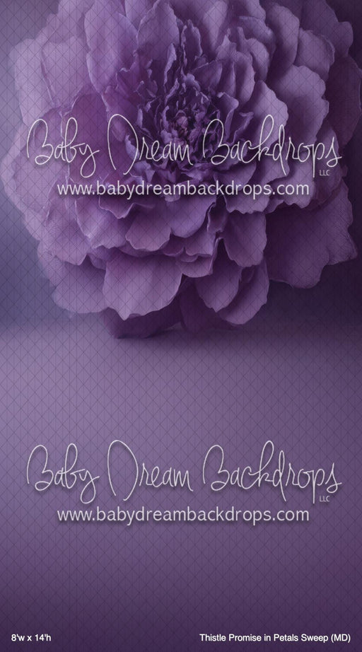 Thistle Promise in Petals Sweep (MD)