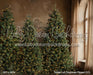 Timber Loft Christmas Flipped (CC)
