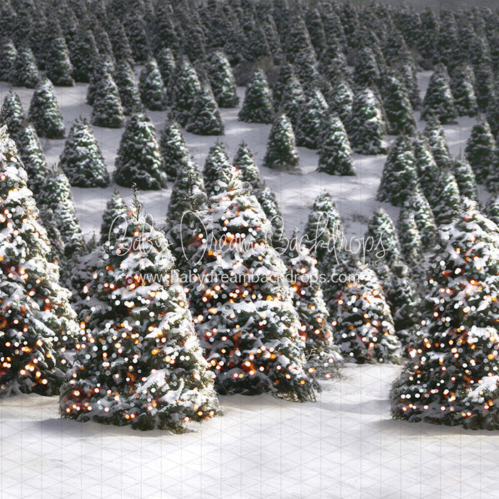 Twinkle in the Trees Morning