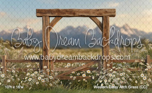 Western Daisy Arch Grass (CC)