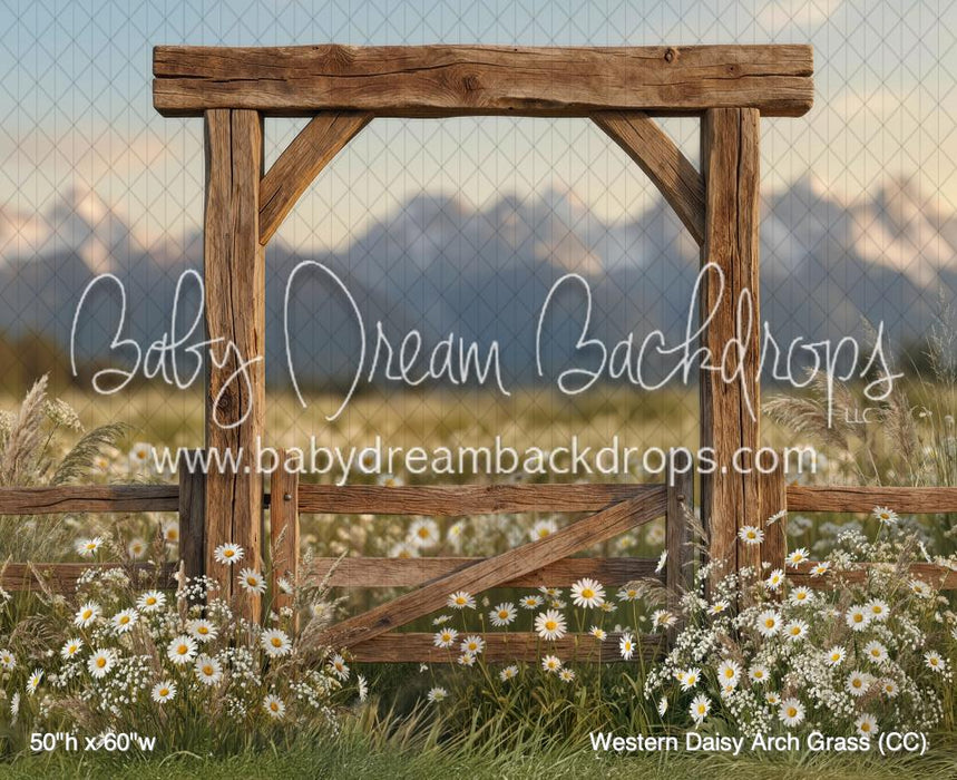 Western Daisy Arch Grass (CC)