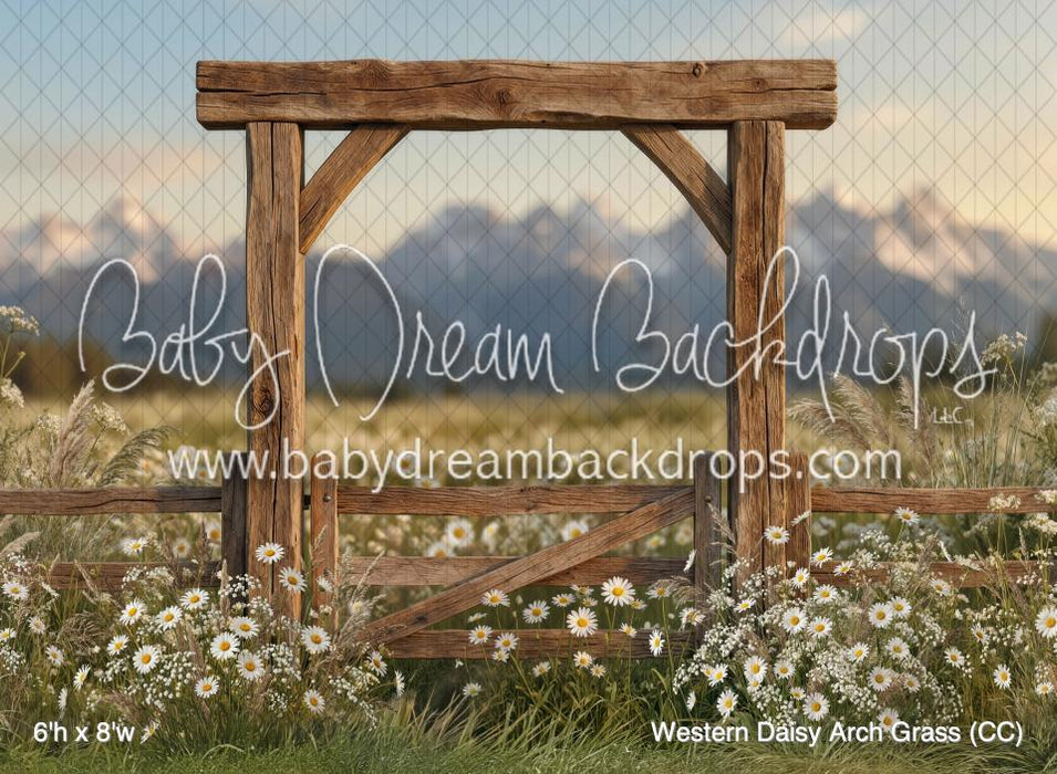 Western Daisy Arch Grass (CC)