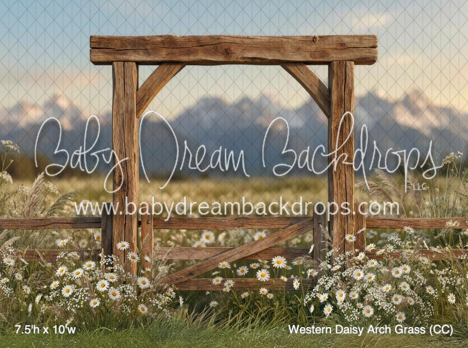 Western Daisy Arch Grass (CC)