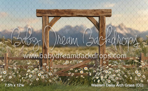 Western Daisy Arch Grass (CC)