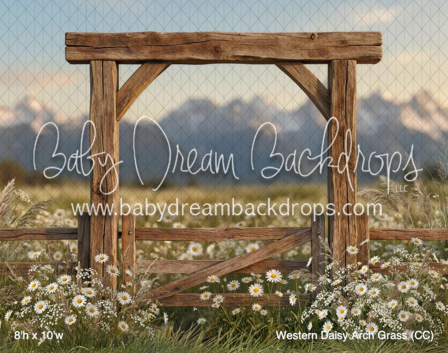 Western Daisy Arch Grass (CC)
