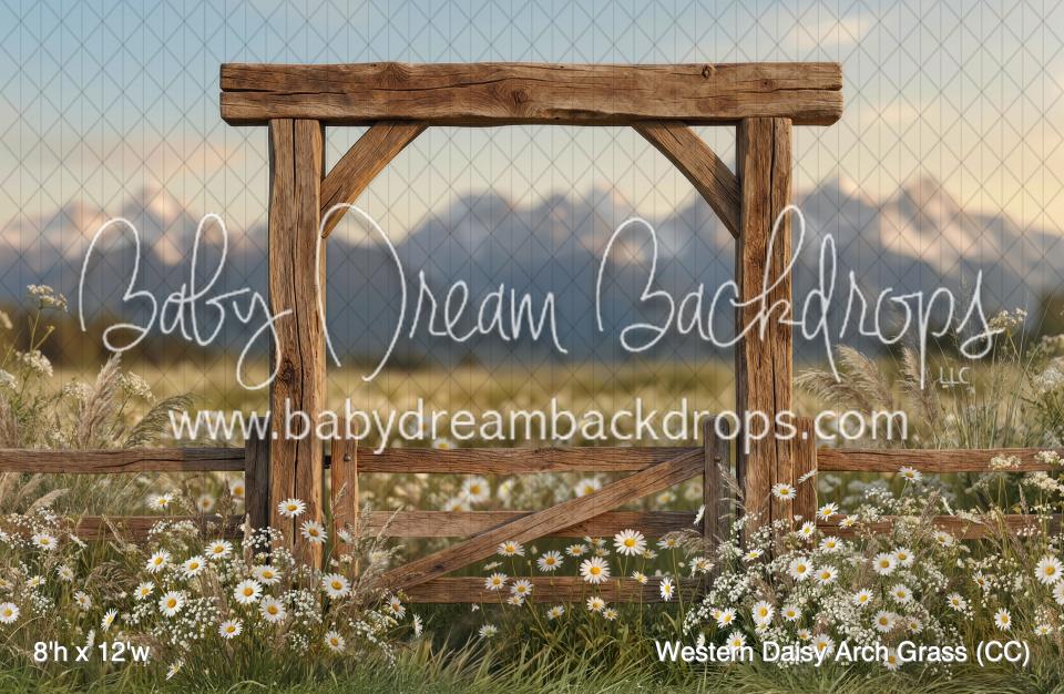 Western Daisy Arch Grass (CC)