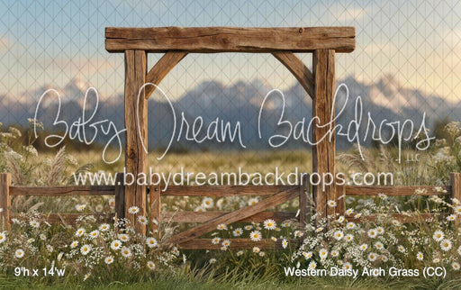 Western Daisy Arch Grass (CC)