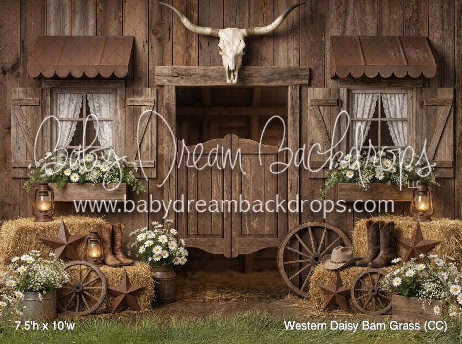 Western Daisy Barn Grass (CC)
