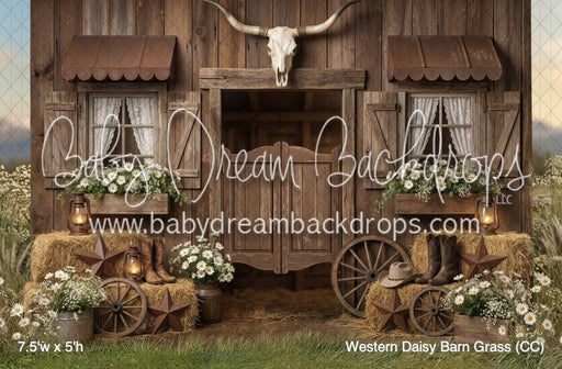 Western Daisy Barn Grass (CC)
