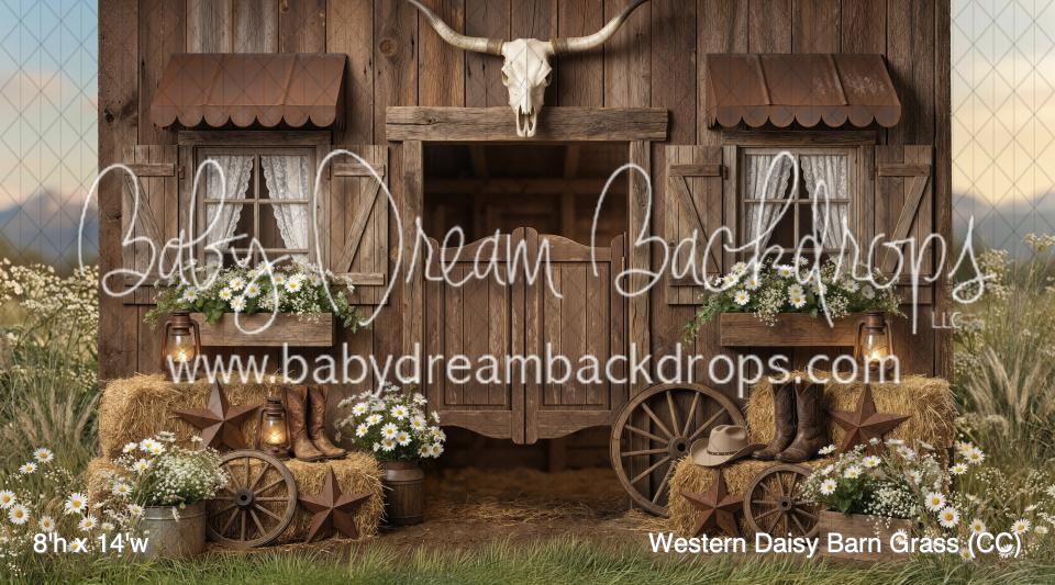 Western Daisy Barn Grass (CC)