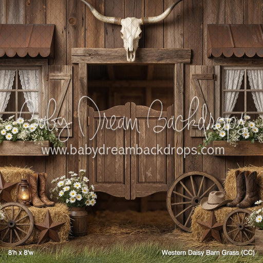 Western Daisy Barn Grass (CC)