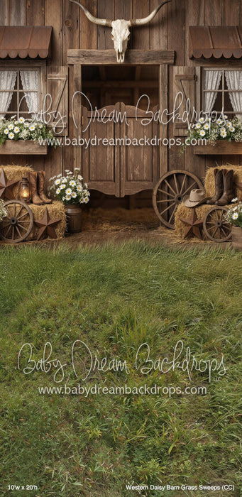 Western Daisy Barn Grass Sweeps (CC)